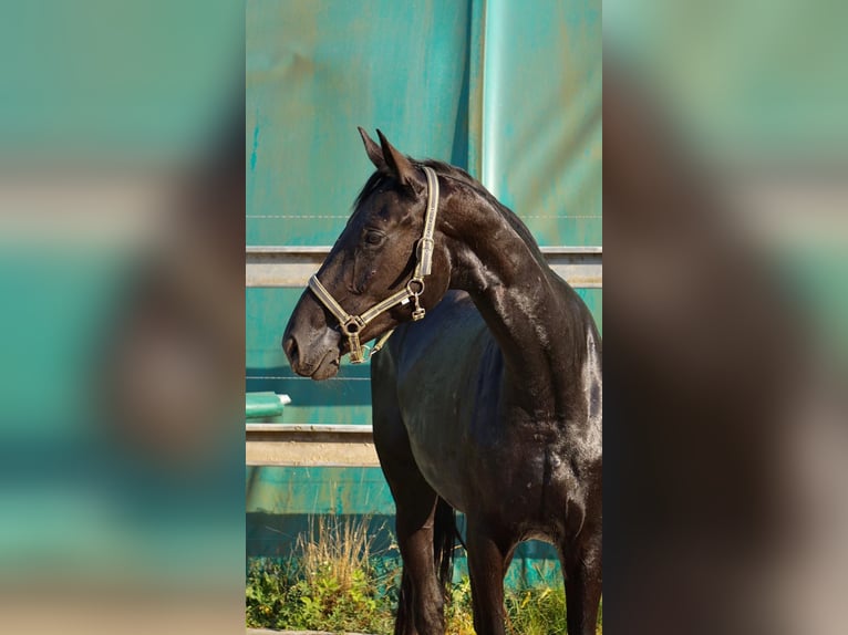 Sportivo Tedesco / Sportivo della Germania Giumenta 4 Anni 167 cm Morello in Eilenburg