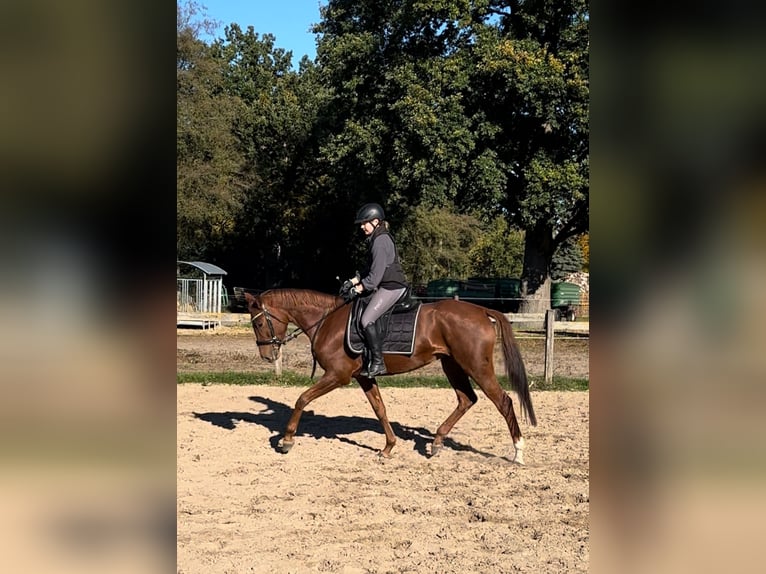 Sportivo Tedesco / Sportivo della Germania Giumenta 4 Anni 167 cm Sauro in Plattenburg