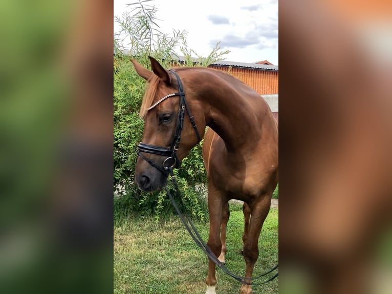 Sportivo Tedesco / Sportivo della Germania Giumenta 4 Anni 167 cm Sauro in Rochau