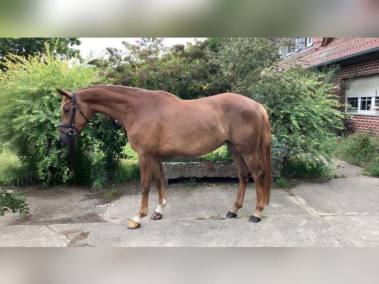 Sportivo Tedesco / Sportivo della Germania Giumenta 4 Anni 167 cm Sauro in Rochau