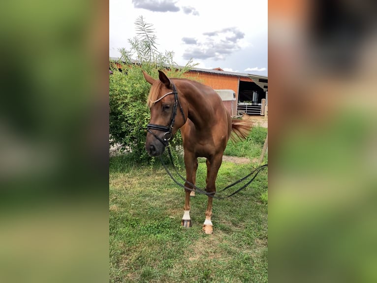 Sportivo Tedesco / Sportivo della Germania Giumenta 4 Anni 167 cm Sauro in Rochau