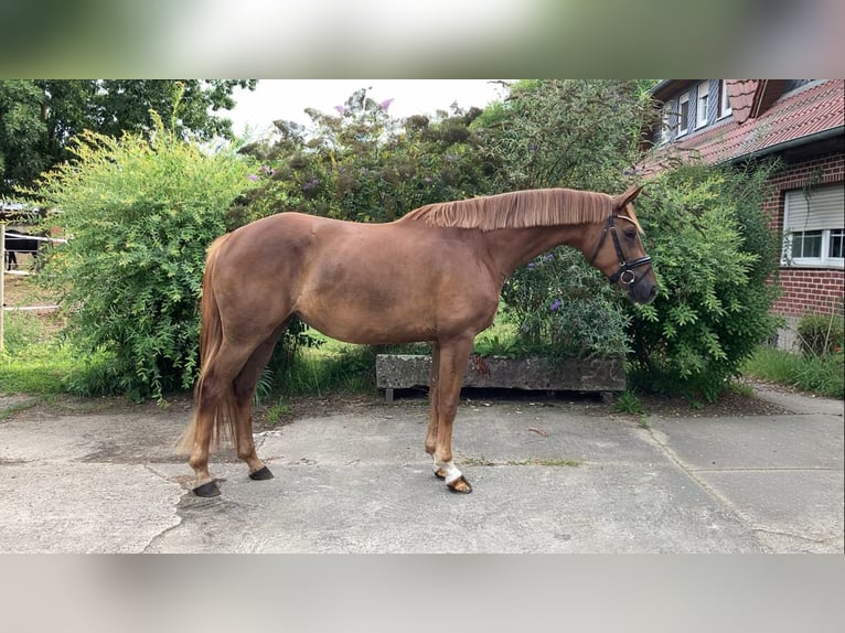 Sportivo Tedesco / Sportivo della Germania Giumenta 4 Anni 167 cm Sauro in Rochau