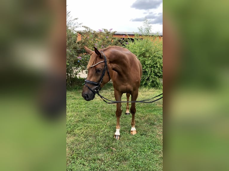 Sportivo Tedesco / Sportivo della Germania Giumenta 4 Anni 167 cm Sauro in Rochau