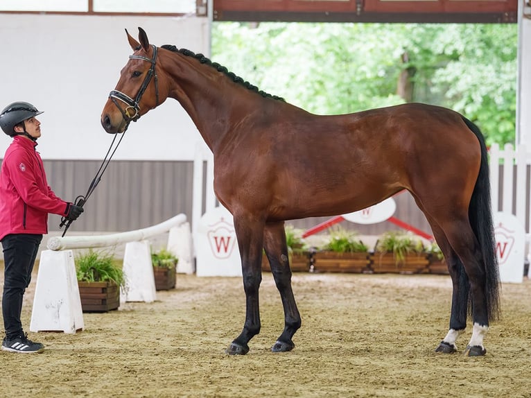 Sportivo Tedesco / Sportivo della Germania Giumenta 4 Anni 168 cm Baio in Münster-Handorf