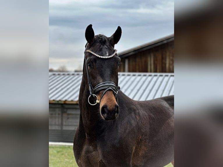 Sportivo Tedesco / Sportivo della Germania Giumenta 4 Anni 168 cm Baio scuro in Jengen