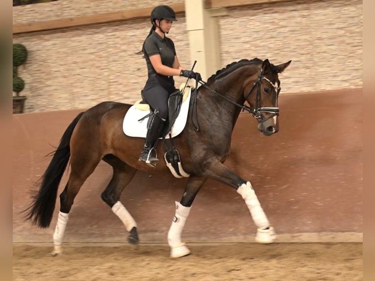 Sportivo Tedesco / Sportivo della Germania Giumenta 4 Anni 168 cm Baio scuro in Wehringen