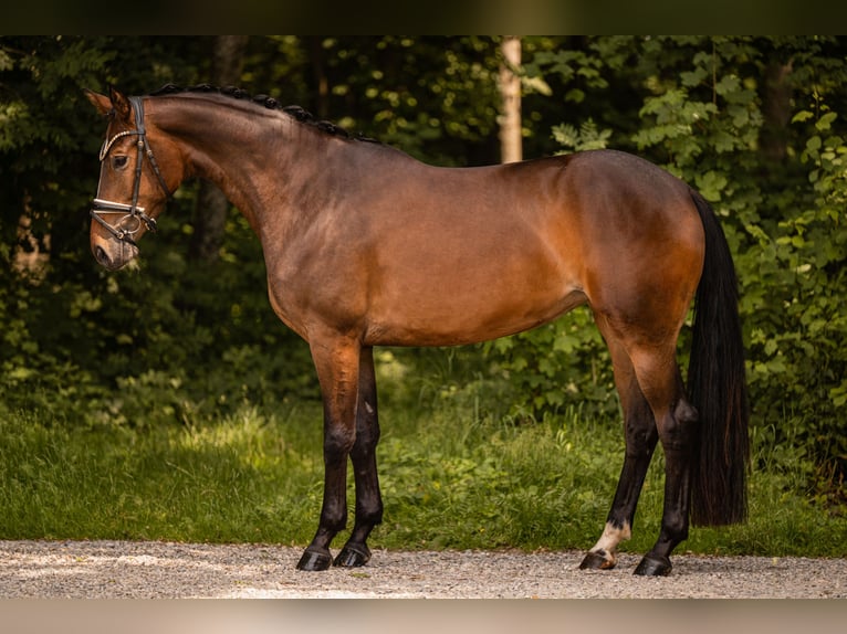 Sportivo Tedesco / Sportivo della Germania Giumenta 4 Anni 168 cm Baio scuro in Wehringen