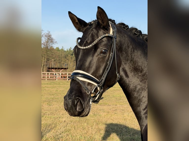 Sportivo Tedesco / Sportivo della Germania Giumenta 4 Anni 168 cm Morello in Schönwalde