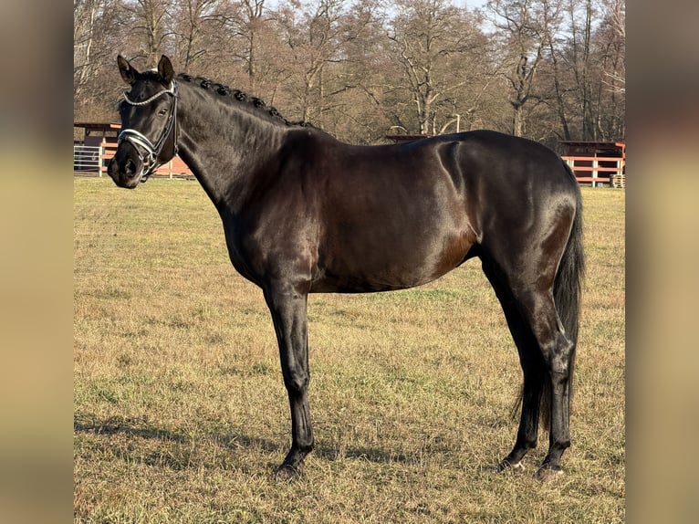 Sportivo Tedesco / Sportivo della Germania Giumenta 4 Anni 168 cm Morello in Schönwalde