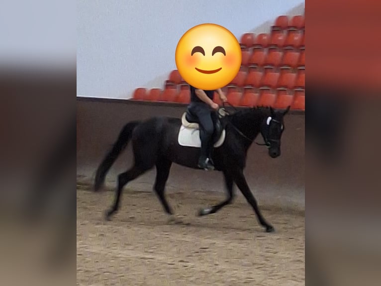 Sportivo Tedesco / Sportivo della Germania Giumenta 4 Anni 168 cm Morello in Neuburg
