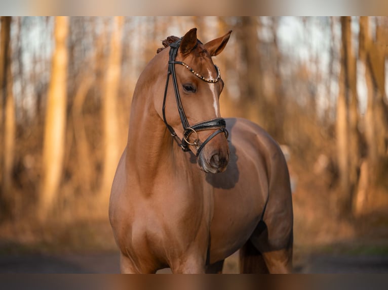 Sportivo Tedesco / Sportivo della Germania Giumenta 4 Anni 168 cm Sauro in Wehringen