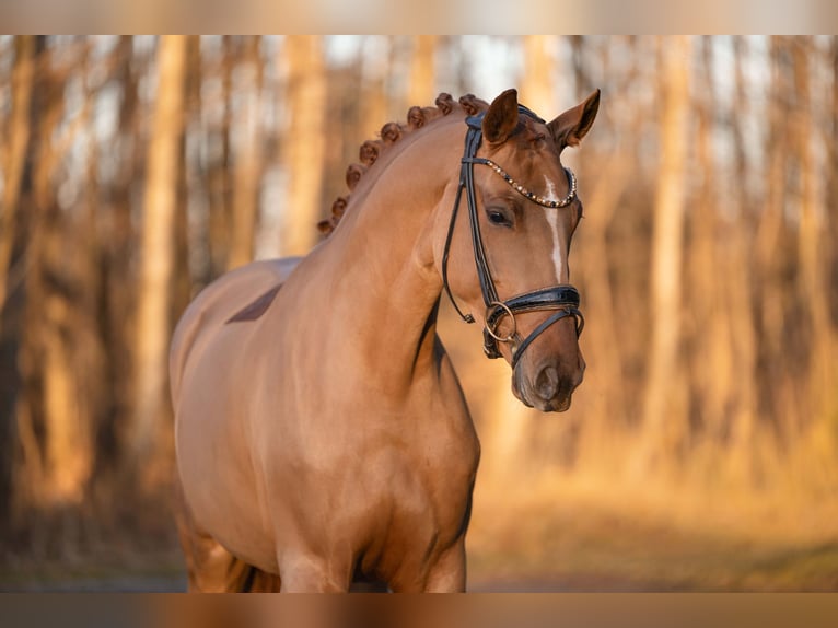 Sportivo Tedesco / Sportivo della Germania Giumenta 4 Anni 168 cm Sauro in Wehringen