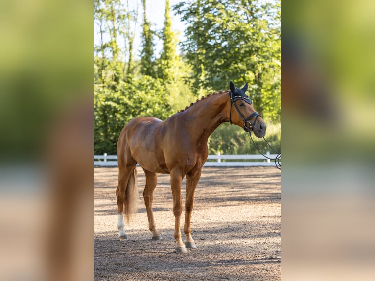 Sportivo Tedesco / Sportivo della Germania Giumenta 4 Anni 168 cm Sauro in Ubstadt-Weiher