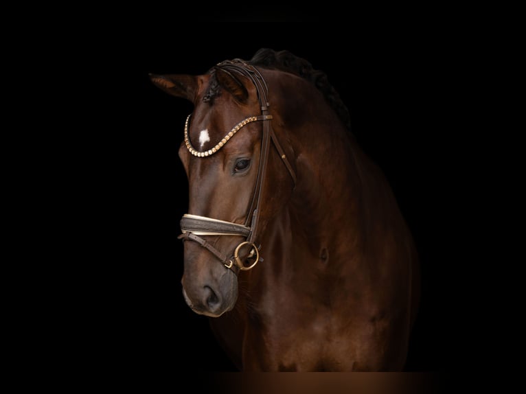 Sportivo Tedesco / Sportivo della Germania Giumenta 4 Anni 168 cm Sauro scuro in Wehringen
