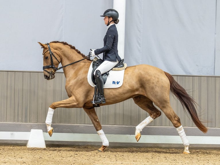 Sportivo Tedesco / Sportivo della Germania Giumenta 4 Anni 168 cm Sauro scuro in Münster-Handorf