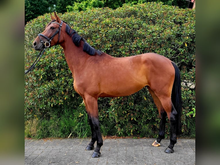 Sportivo Tedesco / Sportivo della Germania Giumenta 4 Anni 170 cm Baio in Vechta