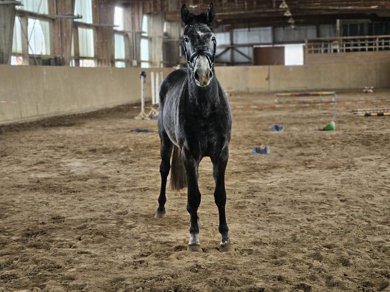 Sportivo Tedesco / Sportivo della Germania Giumenta 4 Anni 170 cm Grigio pezzato in Zeulenroda Triebes