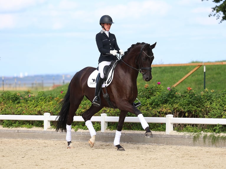 Sportivo Tedesco / Sportivo della Germania Giumenta 4 Anni 170 cm Morello in Gomadingen