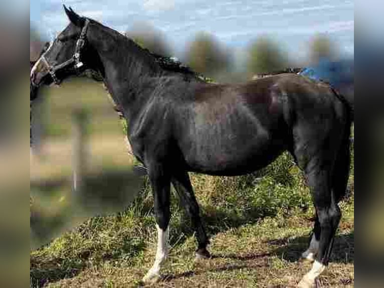Sportivo Tedesco / Sportivo della Germania Giumenta 4 Anni 170 cm Morello in Herzberg