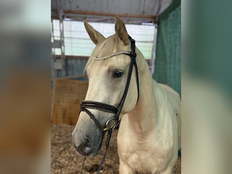 Sportivo Tedesco / Sportivo della Germania Giumenta 4 Anni 170 cm Palomino in Schollene