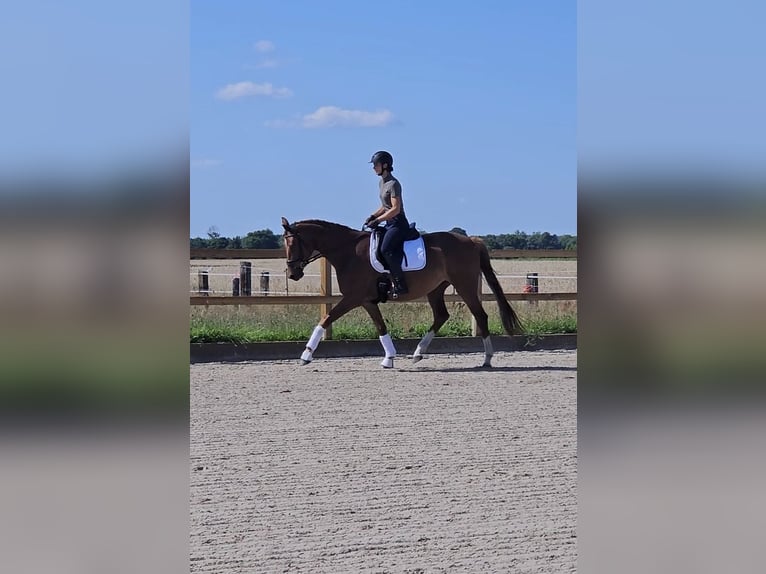 Sportivo Tedesco / Sportivo della Germania Giumenta 4 Anni 170 cm Sauro in Zernitz-Lohm