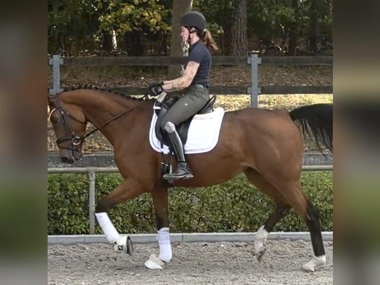 Sportivo Tedesco / Sportivo della Germania Giumenta 4 Anni 172 cm Baio in Rochau