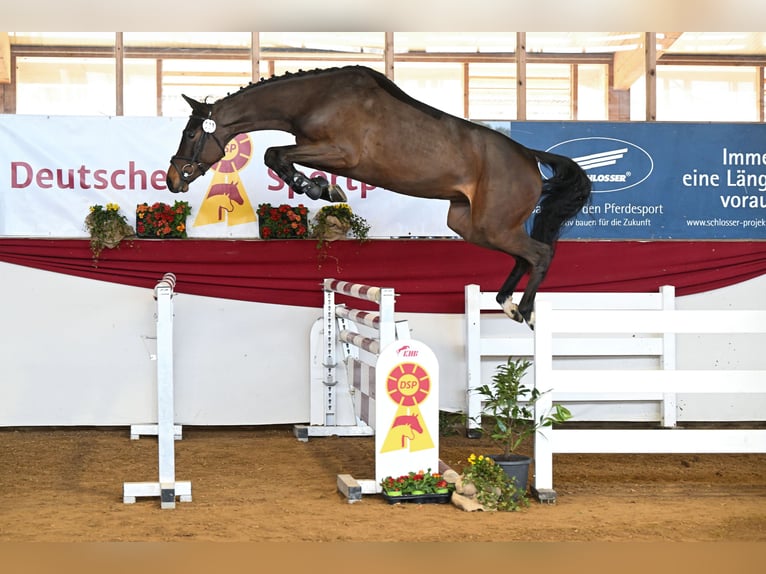 Sportivo Tedesco / Sportivo della Germania Giumenta 4 Anni 172 cm Baio in Gomadingen