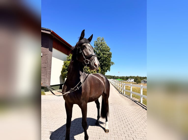 Sportivo Tedesco / Sportivo della Germania Giumenta 4 Anni 172 cm Baio nero in Bad Herrenalb