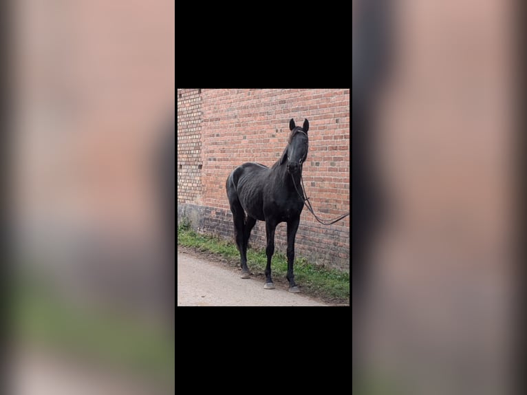 Sportivo Tedesco / Sportivo della Germania Giumenta 4 Anni 172 cm Morello in Libbesdorf