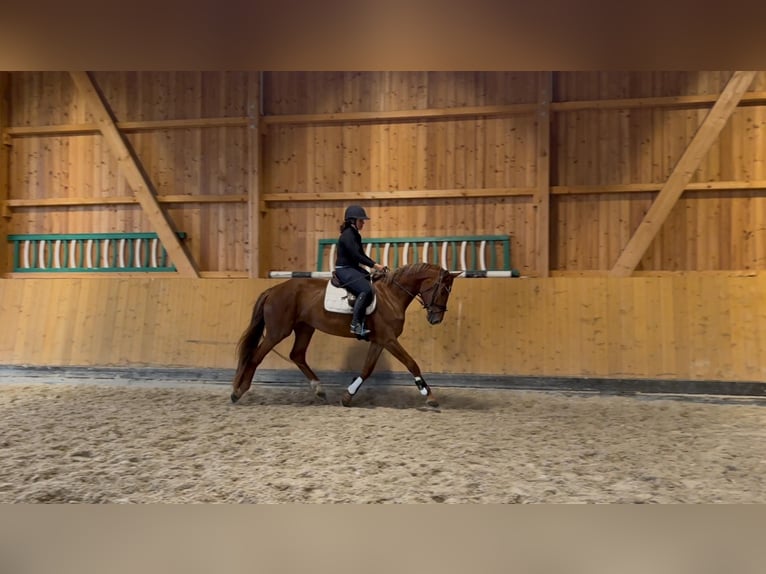 Sportivo Tedesco / Sportivo della Germania Giumenta 4 Anni 172 cm Sauro in Buchholz (Westerwald)