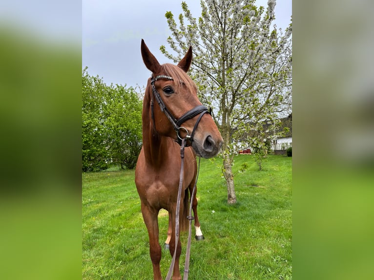 Sportivo Tedesco / Sportivo della Germania Giumenta 4 Anni 172 cm Sauro in Buchholz (Westerwald)