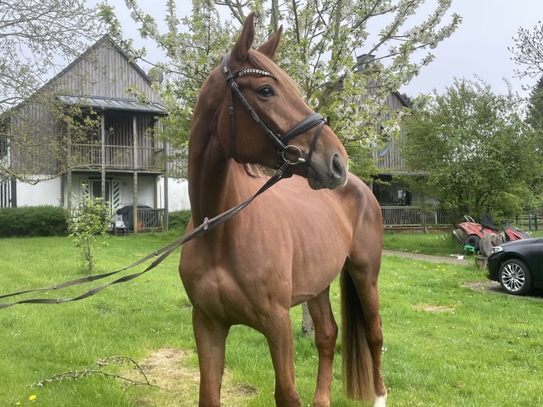 Sportivo Tedesco / Sportivo della Germania Giumenta 4 Anni 172 cm Sauro in Buchholz (Westerwald)