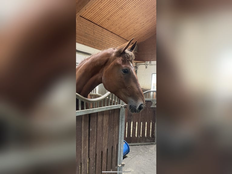 Sportivo Tedesco / Sportivo della Germania Giumenta 4 Anni 172 cm Sauro in Buchholz (Westerwald)