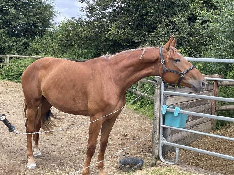 Sportivo Tedesco / Sportivo della Germania Giumenta 4 Anni 172 cm Sauro in Buchholz (Westerwald)