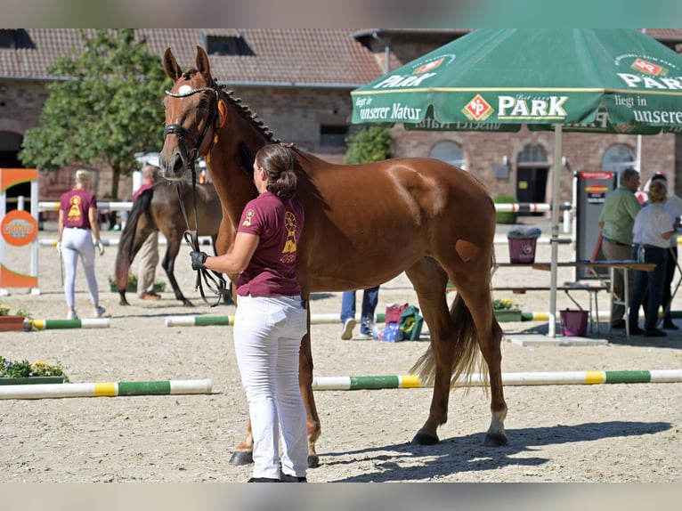 Sportivo Tedesco / Sportivo della Germania Giumenta 4 Anni 172 cm Sauro in Buchholz (Westerwald)