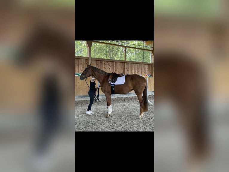Sportivo Tedesco / Sportivo della Germania Giumenta 4 Anni 172 cm Sauro in Buchholz (Westerwald)