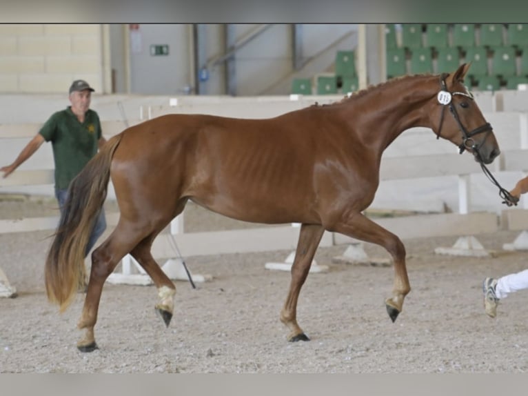 Sportivo Tedesco / Sportivo della Germania Giumenta 4 Anni 172 cm Sauro in Buchholz (Westerwald)