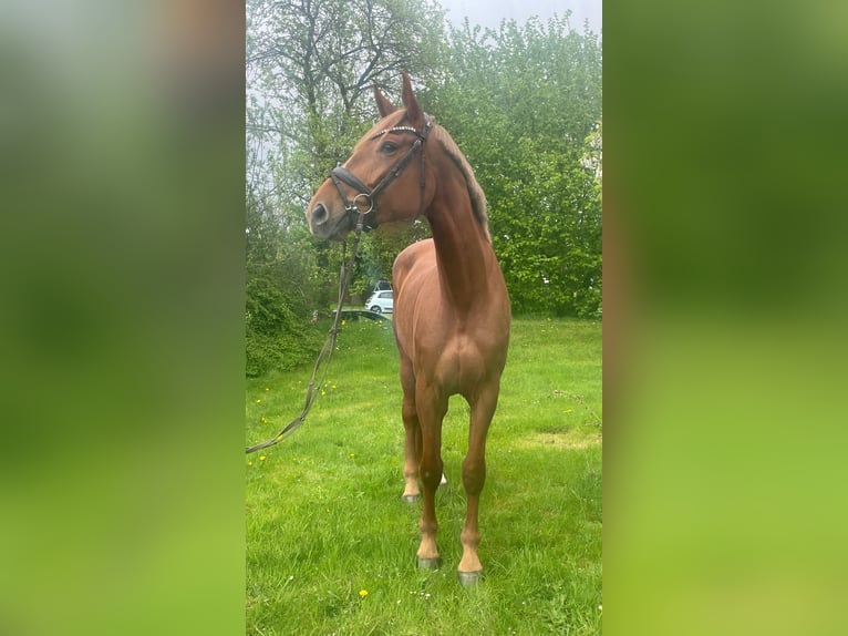 Sportivo Tedesco / Sportivo della Germania Giumenta 4 Anni 172 cm Sauro in Buchholz (Westerwald)