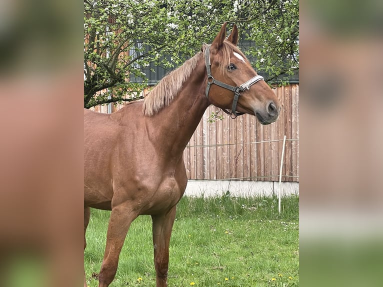 Sportivo Tedesco / Sportivo della Germania Giumenta 4 Anni 172 cm Sauro in Buchholz (Westerwald)