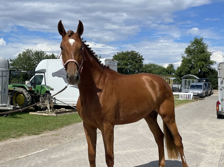 Sportivo Tedesco / Sportivo della Germania Giumenta 4 Anni 172 cm Sauro in Buchholz (Westerwald)