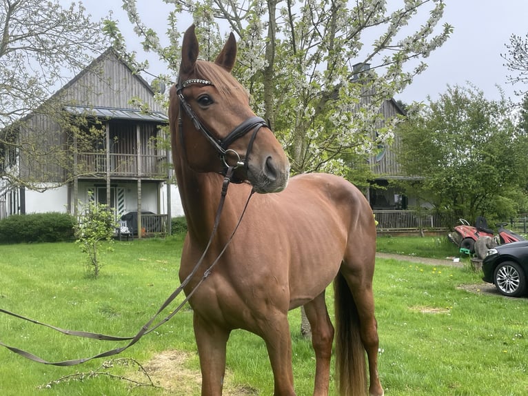 Sportivo Tedesco / Sportivo della Germania Giumenta 4 Anni 172 cm Sauro in Buchholz (Westerwald)