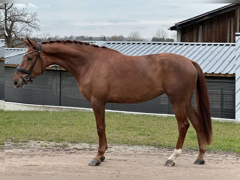 Sportivo Tedesco / Sportivo della Germania Giumenta 4 Anni 172 cm Sauro in Jengen