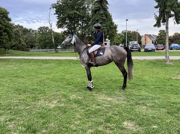 Sportivo Tedesco / Sportivo della Germania Giumenta 4 Anni 173 cm Grigio ferro in Bergisch Gladbach