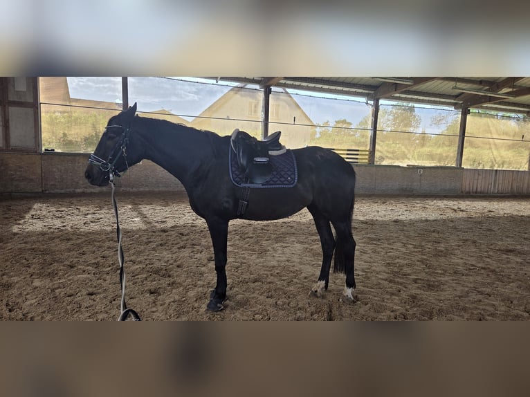 Sportivo Tedesco / Sportivo della Germania Giumenta 4 Anni 174 cm Può diventare grigio in Burgbernheim