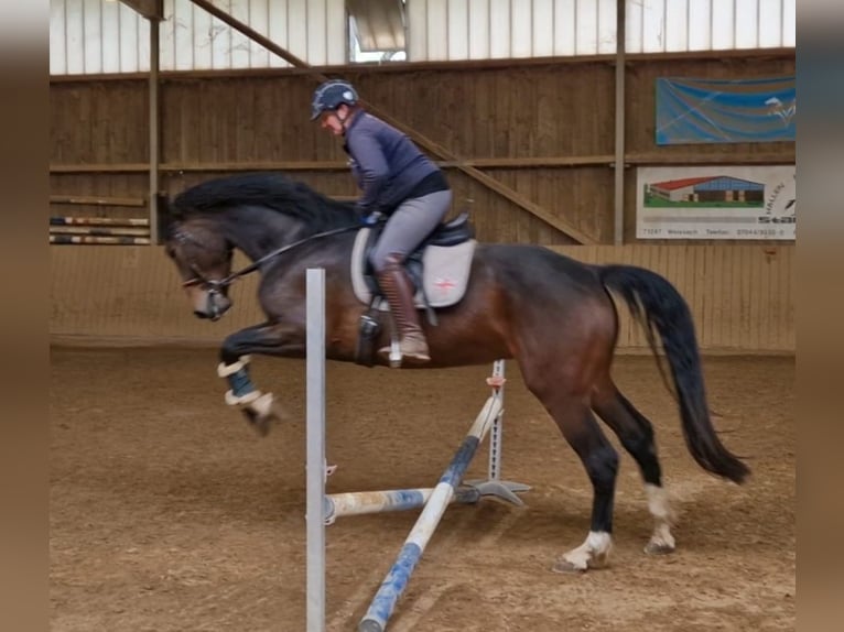 Sportivo Tedesco / Sportivo della Germania Giumenta 4 Anni 175 cm Baio scuro in Stuttgart Möhringen