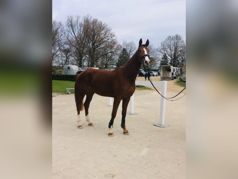 Sportivo Tedesco / Sportivo della Germania Giumenta 4 Anni 175 cm Sauro in Bühlerzell
