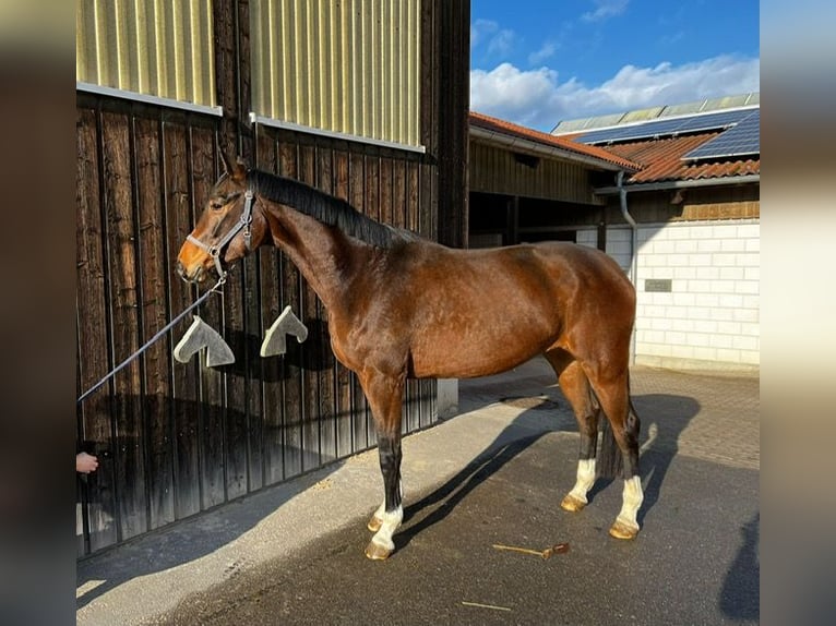 Sportivo Tedesco / Sportivo della Germania Giumenta 4 Anni 176 cm Baio in Drackenstein