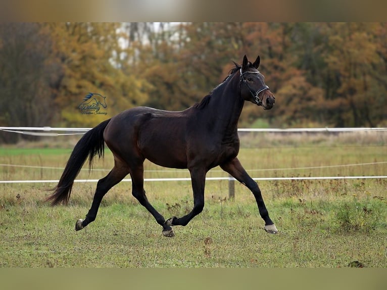 Sportivo Tedesco / Sportivo della Germania Giumenta 4 Anni 177 cm Baio scuro in Eilenburg