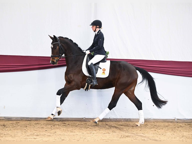 Sportivo Tedesco / Sportivo della Germania Giumenta 4 Anni Baio in Gomadingen