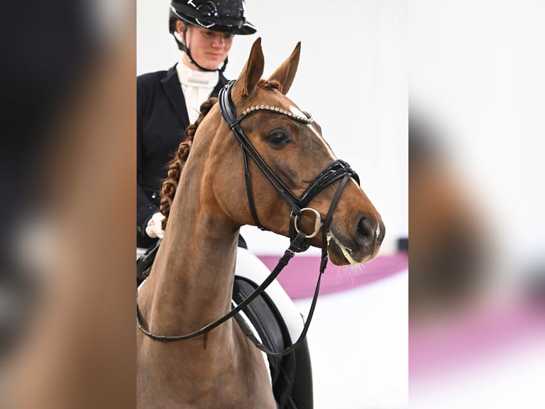 Sportivo Tedesco / Sportivo della Germania Giumenta 4 Anni Sauro scuro in Gomadingen